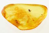 Detailed Fossil Dagger Fly and Aphid In Baltic Amber #275415-1